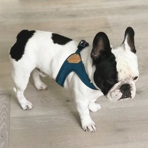 Dog Harness